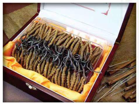 海西直辖冬虫夏草回收